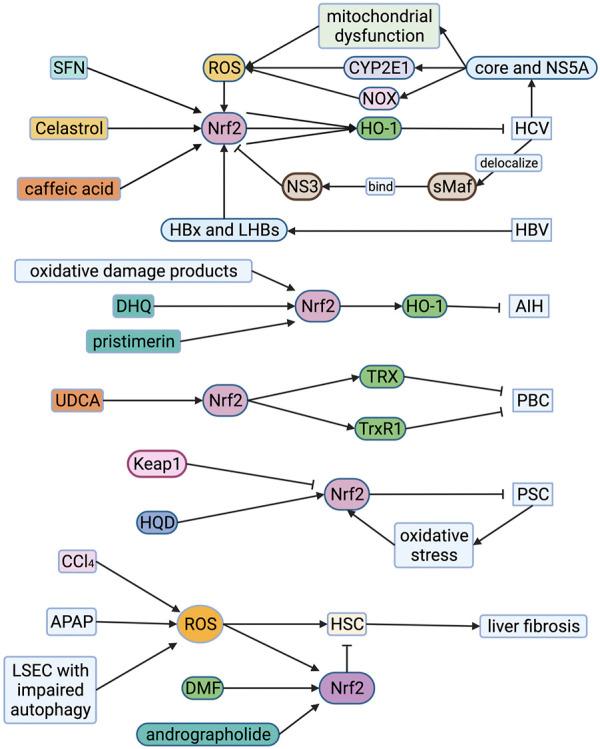 https://cdn.ncbi.nlm.nih.gov/pmc/blobs/5230/8866876/8464533db706/fcell-10-826204-g005.jpg