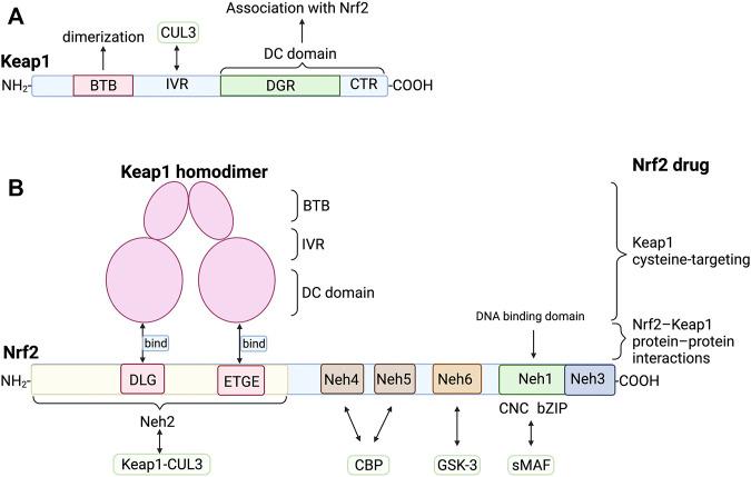 https://cdn.ncbi.nlm.nih.gov/pmc/blobs/5230/8866876/a41419ac5dbd/fcell-10-826204-g002.jpg