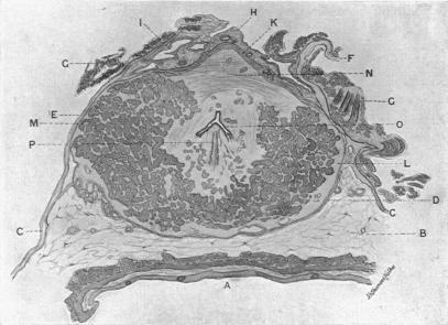 https://cdn.ncbi.nlm.nih.gov/pmc/blobs/5233/1287463/e5e3b71ffdd3/janatphys00044-0003-a.jpg