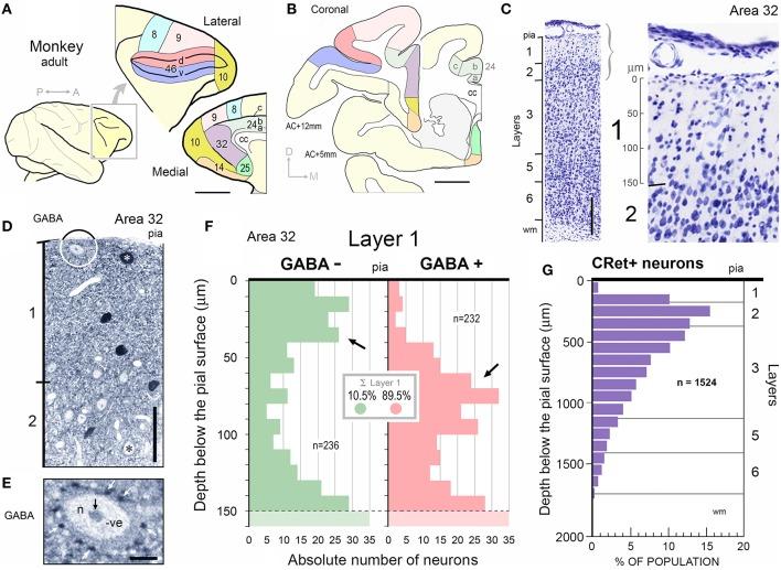 https://cdn.ncbi.nlm.nih.gov/pmc/blobs/5237/4829592/7cc66d067ab0/fnana-10-00028-g0001.jpg