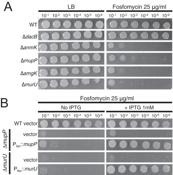 https://cdn.ncbi.nlm.nih.gov/pmc/blobs/5237/5371409/48d042b29409/mbo0021732550006.jpg