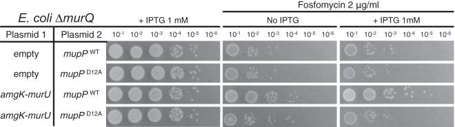 https://cdn.ncbi.nlm.nih.gov/pmc/blobs/5237/5371409/a60e2e27a7ed/mbo0021732550007.jpg