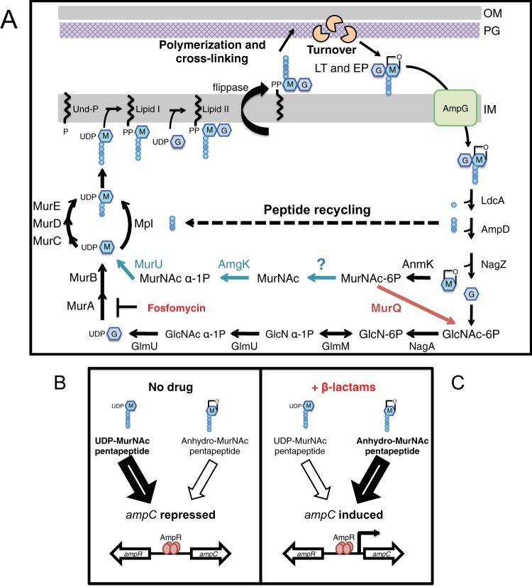 https://cdn.ncbi.nlm.nih.gov/pmc/blobs/5237/5371409/f6d8557cd597/mbo0021732550001.jpg