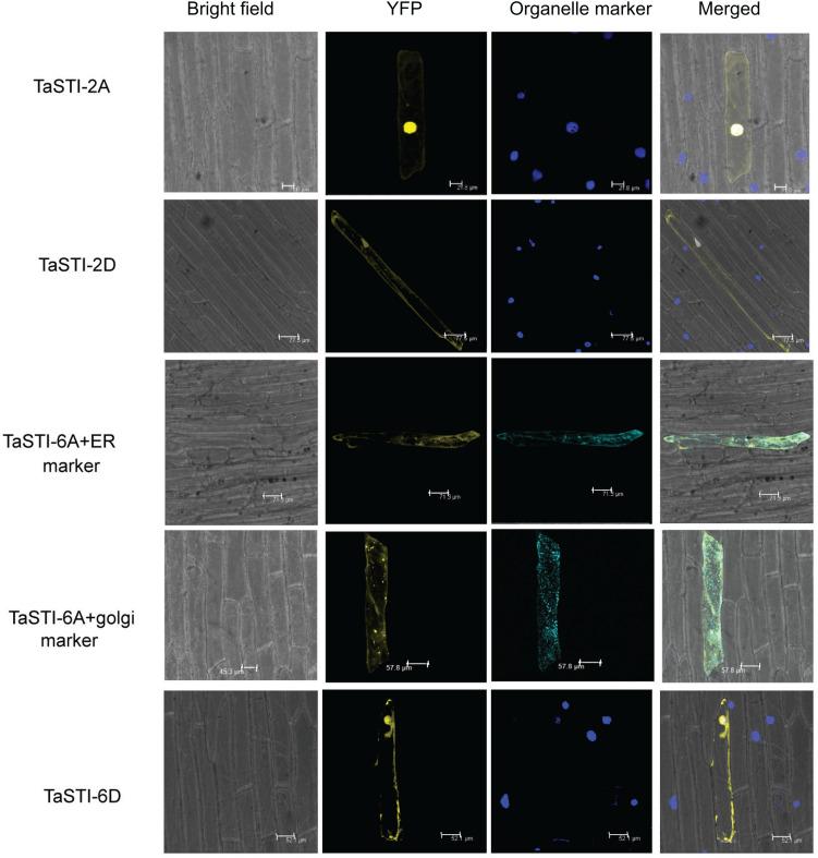 https://cdn.ncbi.nlm.nih.gov/pmc/blobs/5239/7466592/04a284628483/fgene-11-00873-g006.jpg
