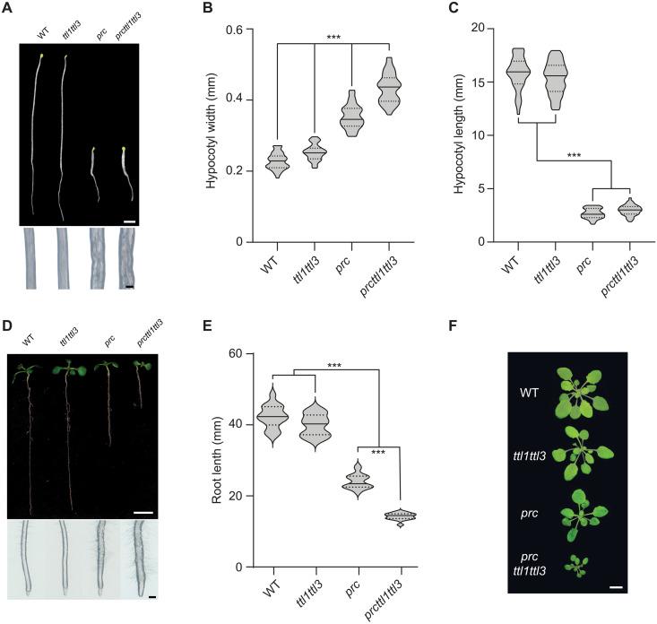 https://cdn.ncbi.nlm.nih.gov/pmc/blobs/5239/9668322/bf6536262d86/sciadv.abq6971-f7.jpg