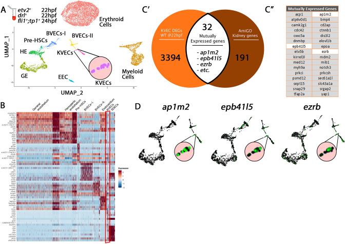 https://cdn.ncbi.nlm.nih.gov/pmc/blobs/523c/10495111/947459196dd6/elife-58300-fig1-figsupp3.jpg