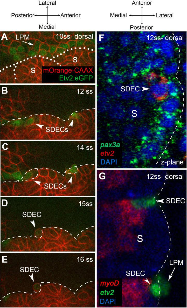 https://cdn.ncbi.nlm.nih.gov/pmc/blobs/523c/10495111/df9844c50146/elife-58300-fig4.jpg
