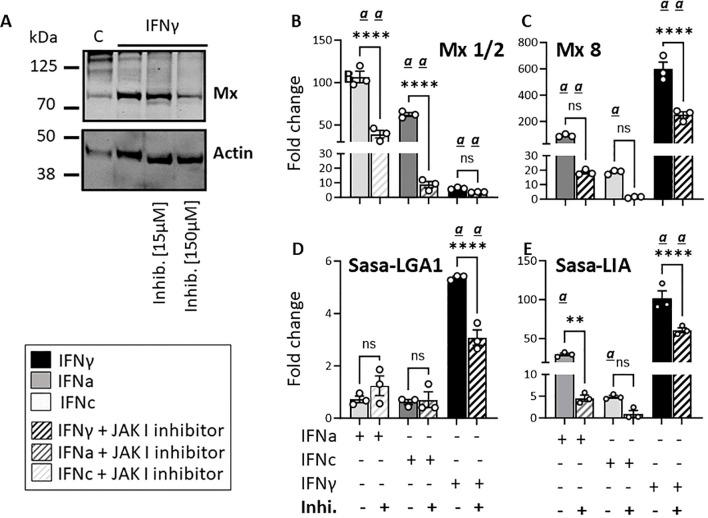 https://cdn.ncbi.nlm.nih.gov/pmc/blobs/523c/11695323/425251b6d938/fimmu-15-1463345-g008.jpg