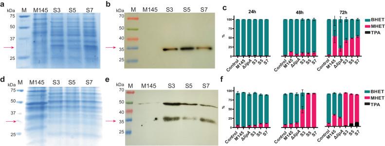 https://cdn.ncbi.nlm.nih.gov/pmc/blobs/5240/11169514/0087e4186a4e/42003_2024_6414_Fig4_HTML.jpg