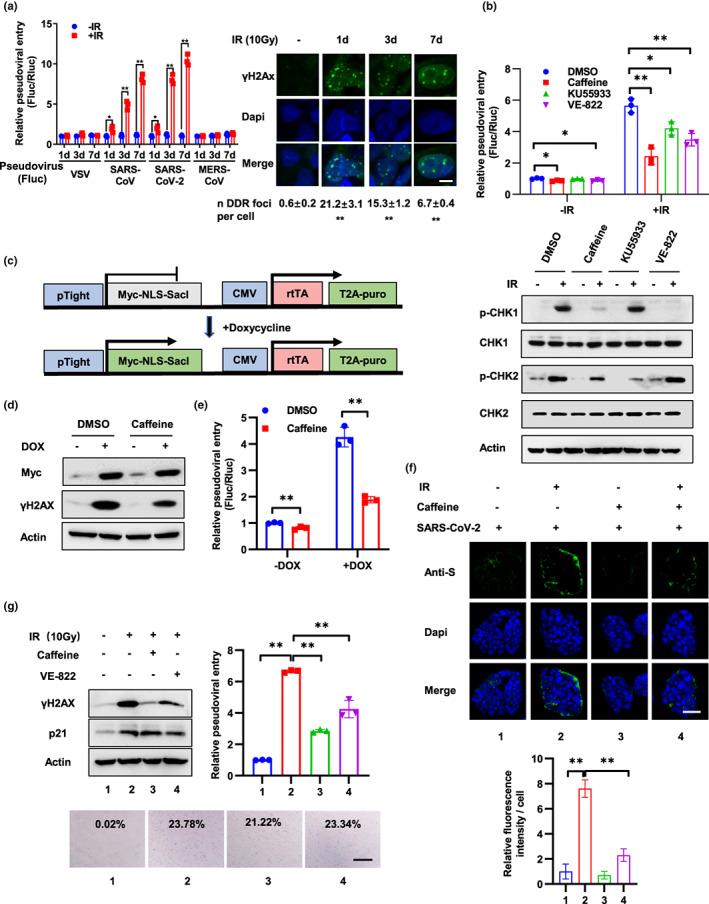 https://cdn.ncbi.nlm.nih.gov/pmc/blobs/5245/9741512/21b1d5f923d3/ACEL-21-e13729-g001.jpg