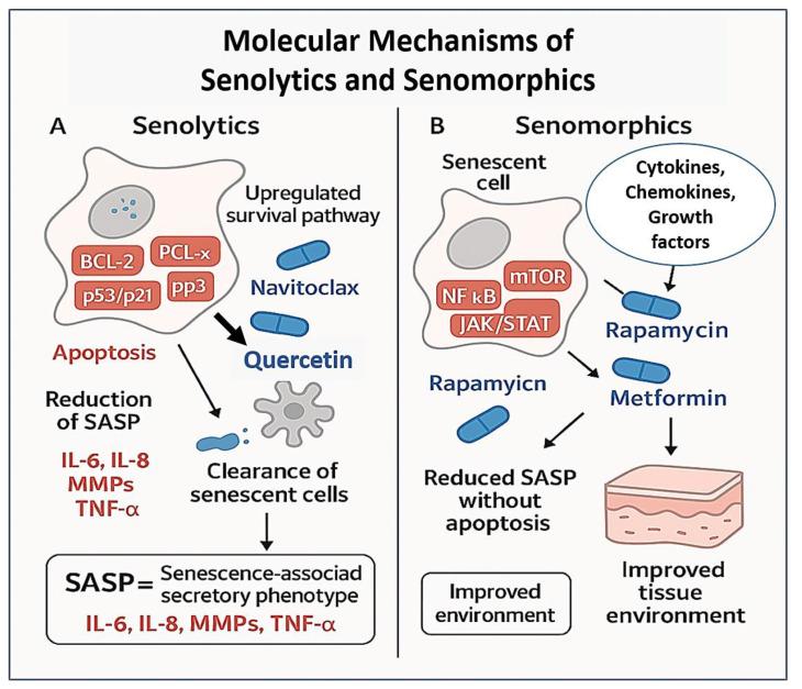 https://cdn.ncbi.nlm.nih.gov/pmc/blobs/5247/12190739/bb9ce2999b10/biomolecules-15-00860-g001.jpg