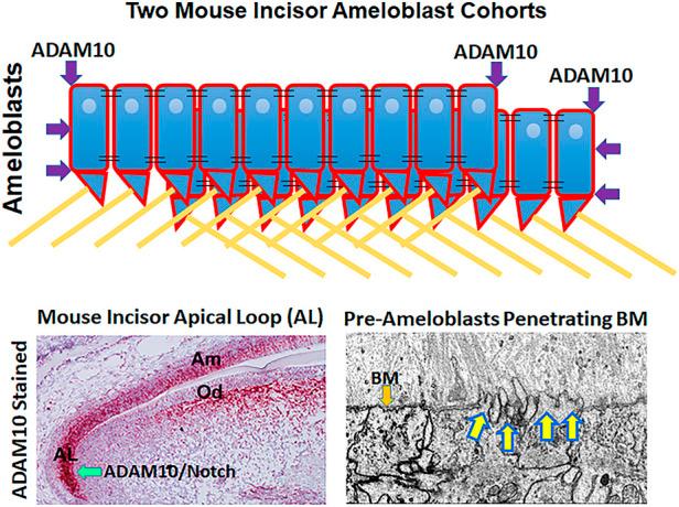 https://cdn.ncbi.nlm.nih.gov/pmc/blobs/524c/9732274/195e729f23f9/fphys-13-1032383-g001.jpg