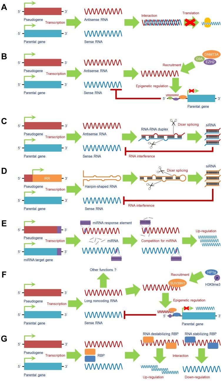 https://cdn.ncbi.nlm.nih.gov/pmc/blobs/5250/6993246/f0f4e9144b95/thnov10p1479g003.jpg