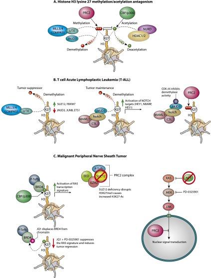 https://cdn.ncbi.nlm.nih.gov/pmc/blobs/5254/4318141/c3a15b2ba4d9/238fig2.jpg