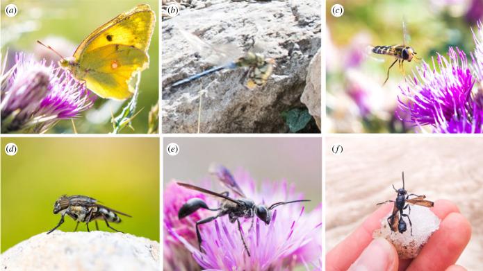 https://cdn.ncbi.nlm.nih.gov/pmc/blobs/5258/11285860/16fa94040bed/rspb20232831f05.jpg