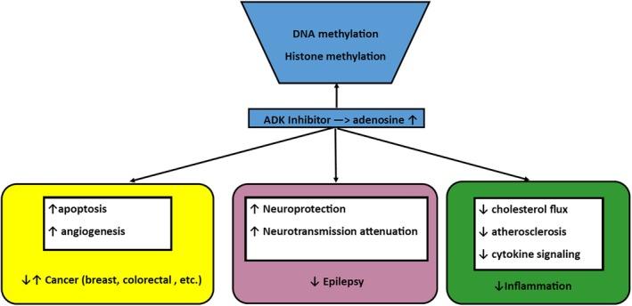 https://cdn.ncbi.nlm.nih.gov/pmc/blobs/525a/12092209/531b92d0f26a/JIMD-48-0-g001.jpg