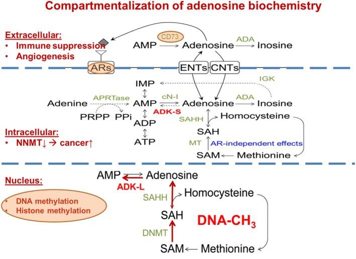 https://cdn.ncbi.nlm.nih.gov/pmc/blobs/525a/12092209/a1f74c4d4155/JIMD-48-0-g003.jpg