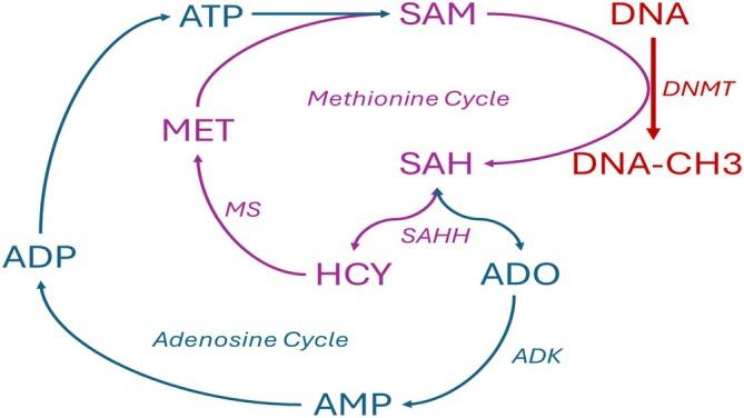 https://cdn.ncbi.nlm.nih.gov/pmc/blobs/525a/12092209/e108a3bd899a/JIMD-48-0-g004.jpg