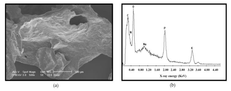 https://cdn.ncbi.nlm.nih.gov/pmc/blobs/525a/7926710/d3b9e9f73459/biomolecules-11-00331-g004.jpg