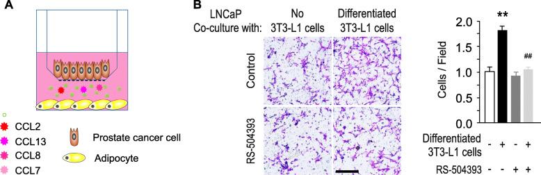 https://cdn.ncbi.nlm.nih.gov/pmc/blobs/525e/7257158/5f8c2e33a290/12964_2020_589_Fig4_HTML.jpg