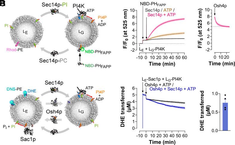 https://cdn.ncbi.nlm.nih.gov/pmc/blobs/5261/10927502/fab6049116d5/pnas.2315493121fig04.jpg