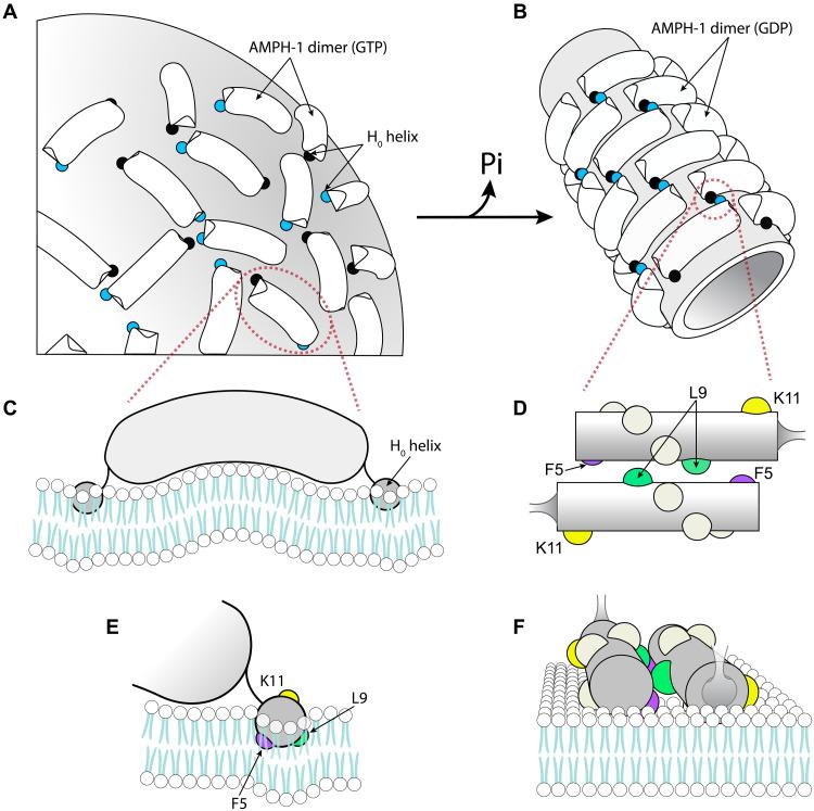 https://cdn.ncbi.nlm.nih.gov/pmc/blobs/5262/12315959/d02927bc9125/sciadv.ads9443-f8.jpg
