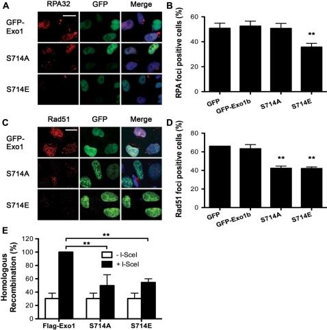 https://cdn.ncbi.nlm.nih.gov/pmc/blobs/5264/2847229/55748e3d512d/gkp1164f6.jpg