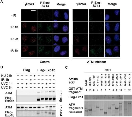 https://cdn.ncbi.nlm.nih.gov/pmc/blobs/5264/2847229/d80c14d07541/gkp1164f5.jpg