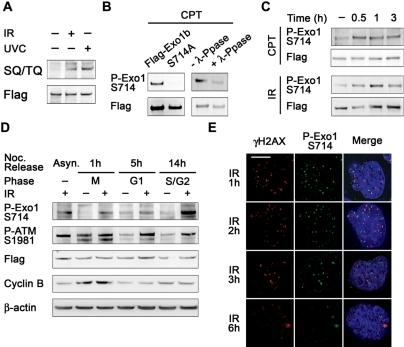 https://cdn.ncbi.nlm.nih.gov/pmc/blobs/5264/2847229/ee21894ce3e1/gkp1164f4.jpg