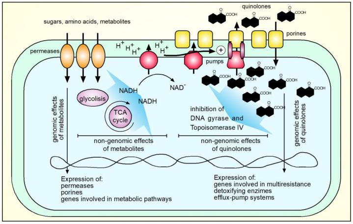 https://cdn.ncbi.nlm.nih.gov/pmc/blobs/5264/8658791/751700b4d843/molecules-26-07153-g004.jpg