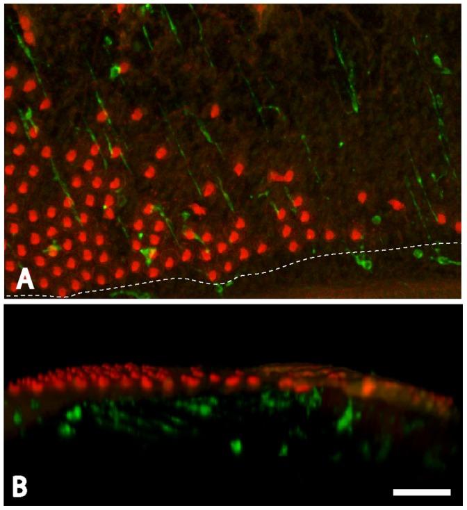https://cdn.ncbi.nlm.nih.gov/pmc/blobs/5265/3519890/2e9483d4d9f4/pone.0051574.g002.jpg