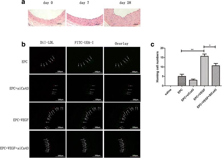 https://cdn.ncbi.nlm.nih.gov/pmc/blobs/5265/5655878/c2f0cc9e8326/13287_2017_684_Fig4_HTML.jpg