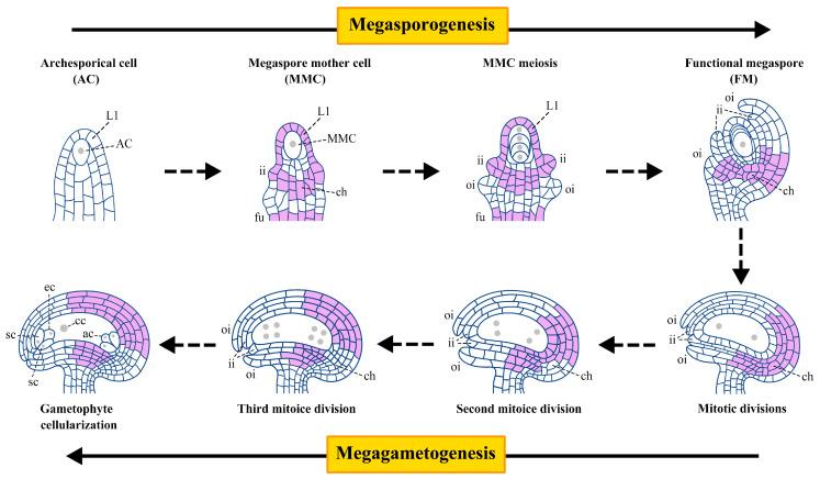 https://cdn.ncbi.nlm.nih.gov/pmc/blobs/5267/12251741/760b6c56117f/plants-14-01900-g001.jpg