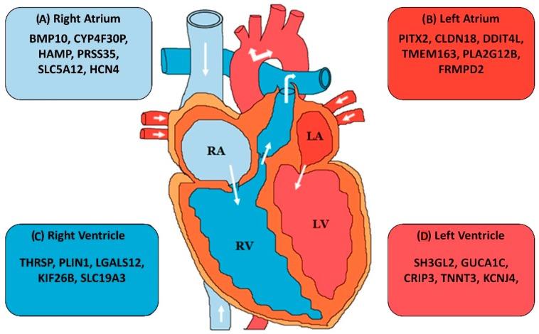 https://cdn.ncbi.nlm.nih.gov/pmc/blobs/526a/6468844/81f7a0482fb2/ncrna-05-00015-g002.jpg