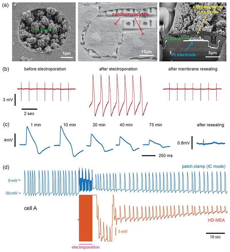 https://cdn.ncbi.nlm.nih.gov/pmc/blobs/526a/7613763/3a32cfc7c07b/EMS155059-f001.jpg