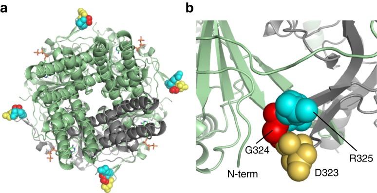 https://cdn.ncbi.nlm.nih.gov/pmc/blobs/5272/4901145/9106e9cb5c8c/125_2016_3964_Fig4_HTML.jpg