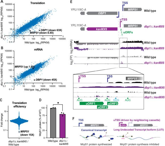 https://cdn.ncbi.nlm.nih.gov/pmc/blobs/5272/9754628/c6f0868a168a/elife-81086-fig1.jpg