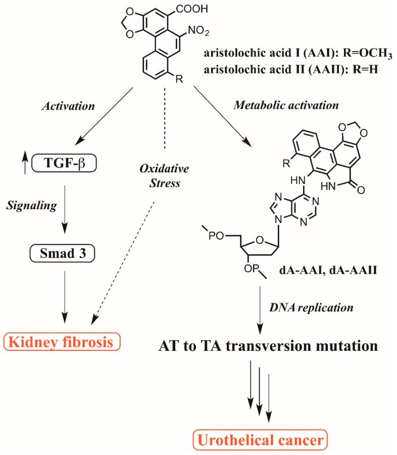 https://cdn.ncbi.nlm.nih.gov/pmc/blobs/5274/6468885/f6025ed57eac/toxics-07-00014-g001.jpg