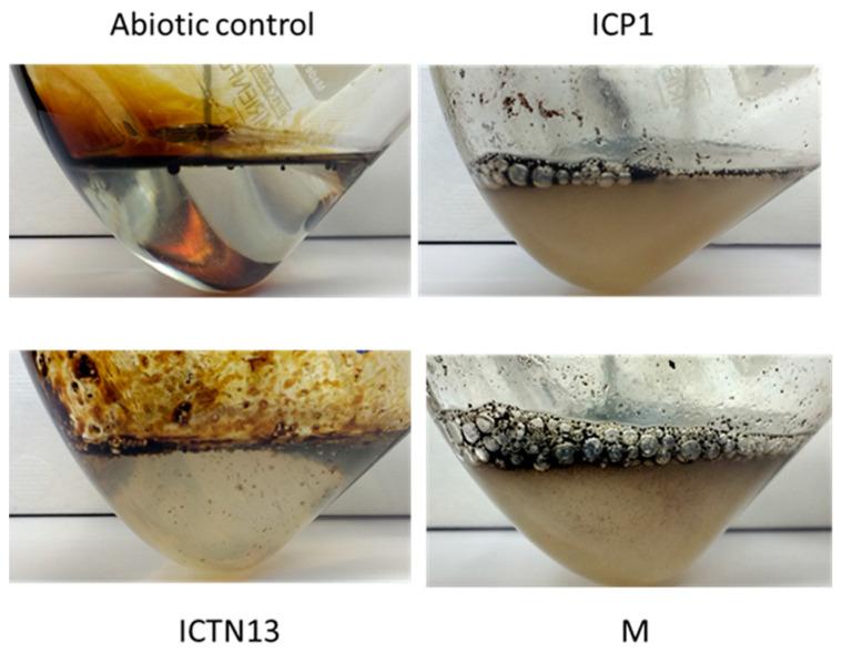 https://cdn.ncbi.nlm.nih.gov/pmc/blobs/5275/10051678/a0a8991241cf/microorganisms-11-00752-g004.jpg