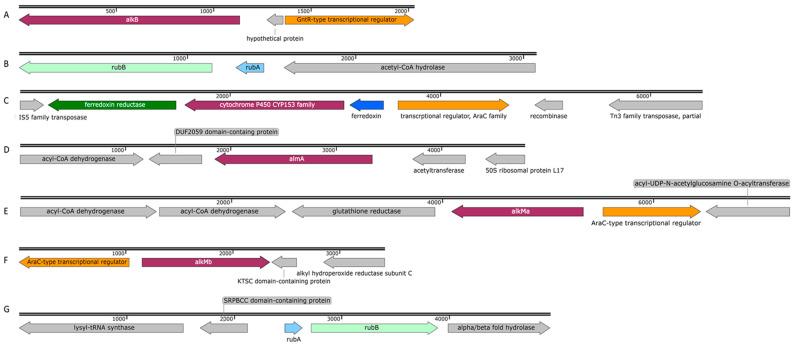 https://cdn.ncbi.nlm.nih.gov/pmc/blobs/5275/10051678/d80b4732cfa1/microorganisms-11-00752-g006.jpg
