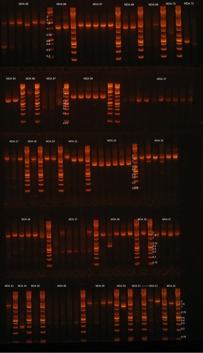 https://cdn.ncbi.nlm.nih.gov/pmc/blobs/5275/9278108/cf61eb9d883b/jvi.00122-22-f004.jpg