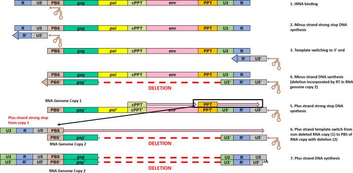 https://cdn.ncbi.nlm.nih.gov/pmc/blobs/5275/9278108/d7e272a7fe55/jvi.00122-22-f011.jpg