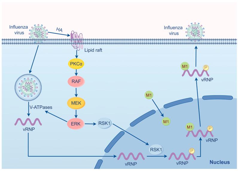 https://cdn.ncbi.nlm.nih.gov/pmc/blobs/5276/11240997/809d3600c3e9/ijms-25-06946-g002.jpg