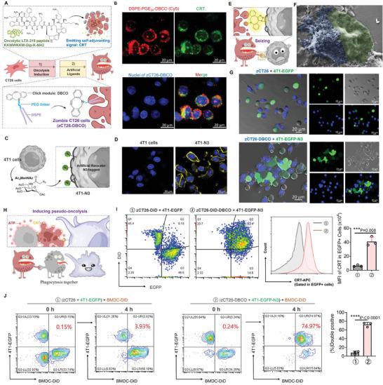 https://cdn.ncbi.nlm.nih.gov/pmc/blobs/5277/10987105/6301588b7518/ADVS-11-2307030-g008.jpg