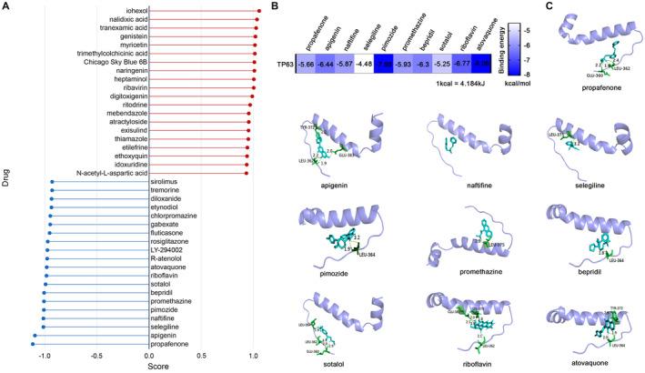 https://cdn.ncbi.nlm.nih.gov/pmc/blobs/527a/9189455/35622df8d9b1/CAM4-11-2492-g006.jpg