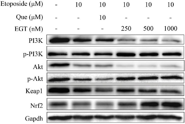 https://cdn.ncbi.nlm.nih.gov/pmc/blobs/527c/11162207/749d7807bda7/CCID-17-1309-g0006.jpg