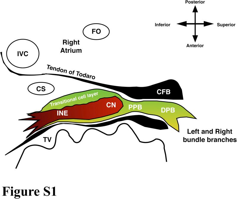 https://cdn.ncbi.nlm.nih.gov/pmc/blobs/5280/5934612/3b154b0d9362/figs1.jpg