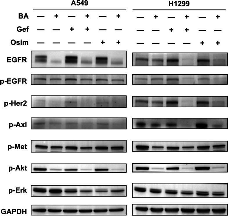 https://cdn.ncbi.nlm.nih.gov/pmc/blobs/5282/11103851/0cfd4b1fe662/12931_2024_2844_Fig5_HTML.jpg