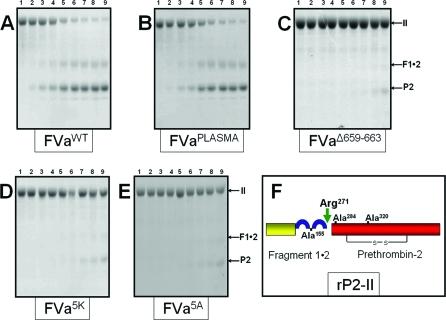 https://cdn.ncbi.nlm.nih.gov/pmc/blobs/5282/2946813/39859d0696b9/bi-2010-01097t_0009.jpg