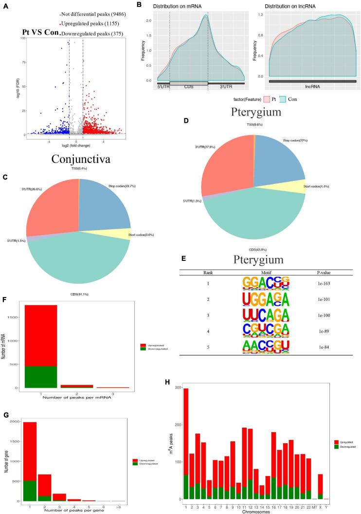 https://cdn.ncbi.nlm.nih.gov/pmc/blobs/5285/8267473/5e6e0482aeb0/fcell-09-670528-g003.jpg